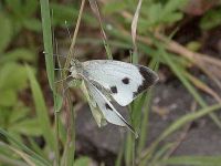 046-largewhite3