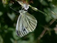 047-smallwhite