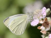 048-smallwhite2