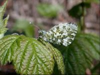 056-orange-tip-female