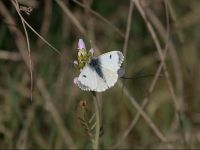 057-orange-tip-female2