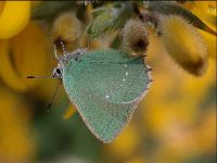 058-green-hairstreak