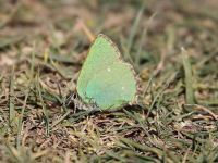 060-green-hairstreak3