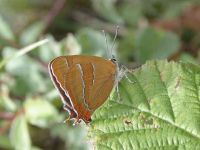 061-brown-hairstreak