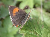 062-brown-hairstreak-female