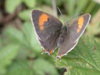 063-brown-hairstreak-female2