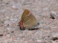067-white-letter-hairstreak