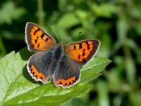 070-small-copper-male