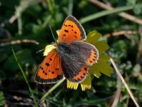 071-small-copper-female