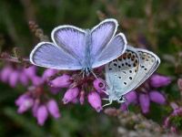 078-silver-studded-blue