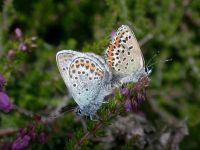 080-silver-studded-blue3