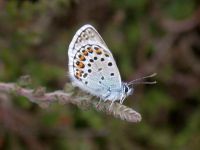 084-silver-studded-blue-male6