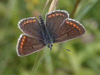 090-brown-argus2