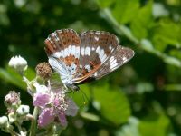 123-white-admiral3