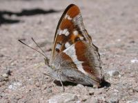 130-purple-emperor3