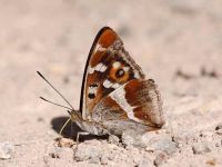 131-purple-emperor4