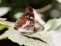132-purple-emperor5