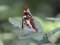 133-purple-emperor6