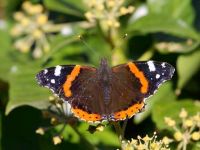 134-red-admiral1