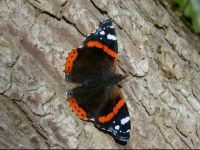 136-red-admiral3