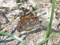 140-painted-lady-worn-spring-migrant