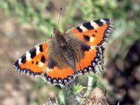 141-smal-tortoiseshell