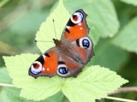 143-peacock1