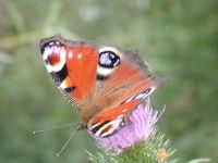 144-peacock2