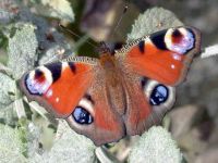 145-peacock3