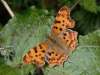 147-comma2