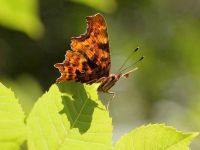 148-comma3