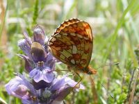 152-peral-bordered-fritillary