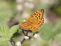 155-high-brown-fritillary