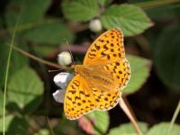 156-high-brown-fritillary2