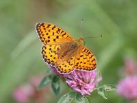 161-dark-green-fritillary5