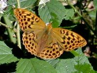 162-silver-washed-fritillary1