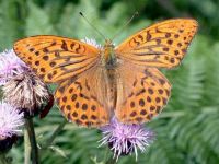163-silver-washed-fritillary2