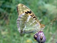 164-silver-washed-fritillary3