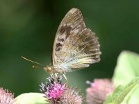 165-silver-washed-fritillary-form-valezina