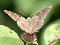 166-silver-washed-fritillary-form-valezina2