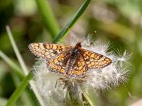 167-marsh-fritillary