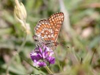 168-marsh-fritillary2