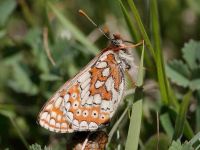 170-marsh-fritillary4