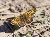 171-glanville-fritillary