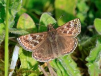 DINGY SKIPPER _M2A9527