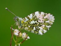 Orange-tip _M2A7718