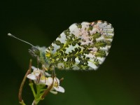 Orange-tip_M2A7692
