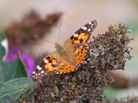 Painted Lady 6819409