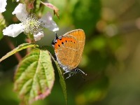 black-hairstreak-2-56122886