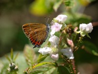 black-hairstreak-55642882